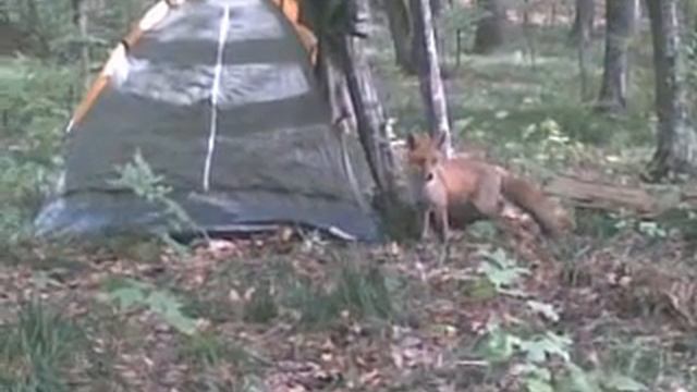 Лиса ворует вещи смотреть онлайн