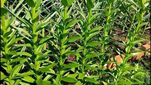 ВЫРАЩИВАЕМ ЛИЛИИ в Сибирском саду