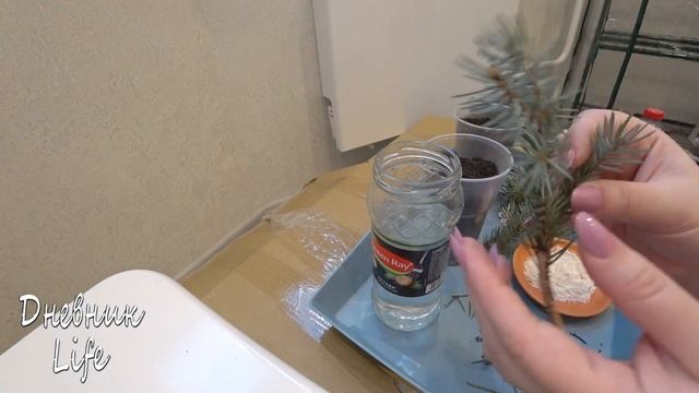 ЭКСПЕРИМЕНТ! РАЗМНОЖЕНИЕ ГОЛУБОЙ ЕЛИ ЧЕРЕНКАМИ. смотреть онлайн