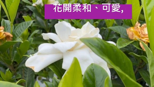 梔子ㄓ˙ㄗ（Gardenia jasminoides），黃梔花n̂g ki á hue。 смотреть онлайн