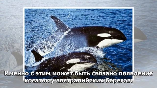 Редкая охота десятков косаток на горбатых китов попала на видео смотреть онлайн