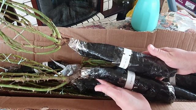 Где купить саженцы, розы Gardenwod интернет магазин - питомник смотреть онлайн