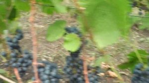 Сорт винограда Аколон!