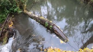 Ломаем плотину бобров