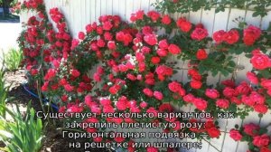 Как подвязать плетистую розу