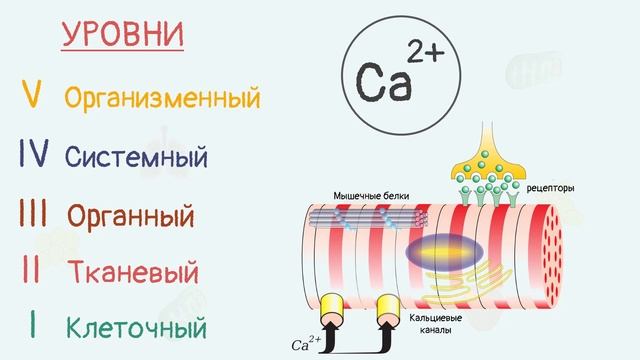 Уровни организации живого организма или человек-конструктор | Тело человека смотреть онлайн