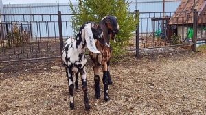 Камори козы