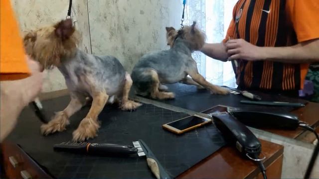 Канал "Я - Грумер". Стрижка йорка под "китайку". Часть 2. Haircut york. Part 2. смотреть онлайн