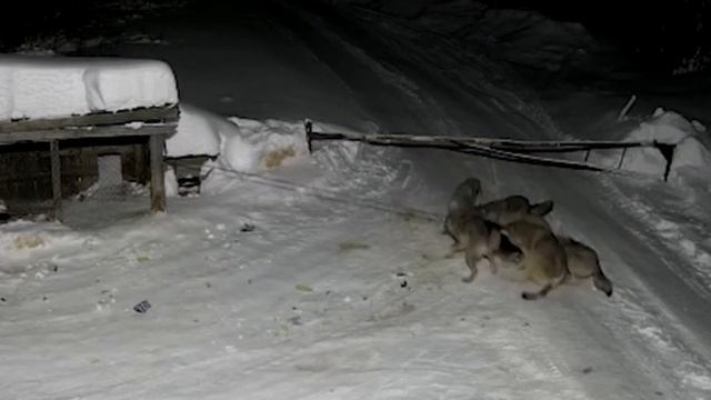 Волки напали на собаку | Нападение стаи волков смотреть онлайн