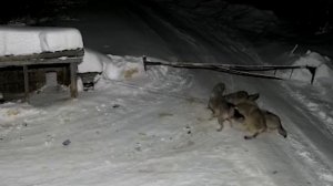 Волки напали на собаку | Нападение стаи волков