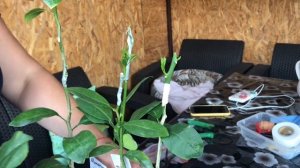 Обзор прививок, кербовка