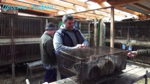 Покупка нутрий побег нутрий из клетки продажа нутрий и самца