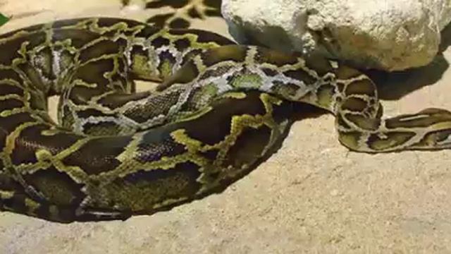 The Indian python, black tailed python and Indian rock python смотреть онлайн