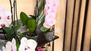 Жива,фитоспорин,триходерма для Орхидей ,как и когда применять