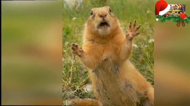 Из жизни сусликов. Прикольные, смешные суслики