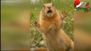 Из жизни сусликов. Прикольные, смешные суслики