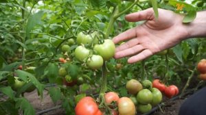 Самый ранний розовый томат для теплиц | ВП-1/ VP-1