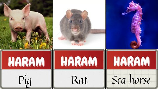 HALAL, HARAM AND MAKRUH ANIMALS IN ISLAM || HALAL FOOD, HARAM FOOD & MAKRUH FOOD IN ISLAM || ISLAMI смотреть онлайн