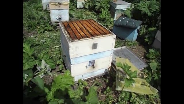 в июле месяце пчелиный расплод в магазинах, что делать ? смотреть онлайн