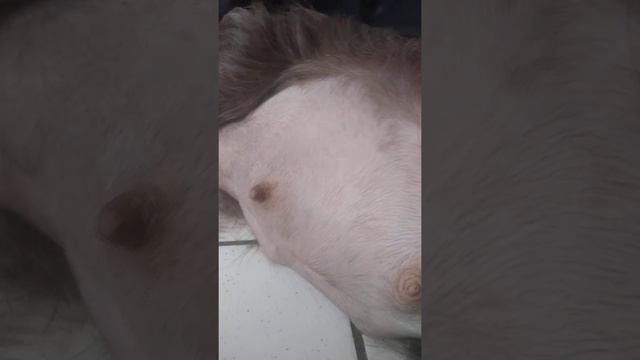 shih tzu grávida. cegonha chegando. bebês mexendo muito na barrinha da Donatella❤🐶 смотреть онлайн