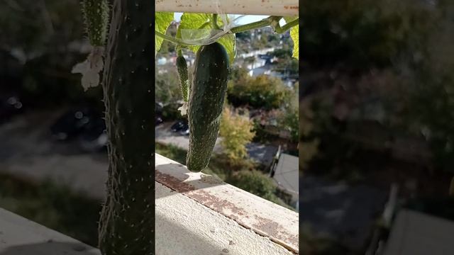 огурцы на открытом балконе семнадцатого октября 2022 года есть ли урожай. сорт Зозуля и кураж смотреть онлайн