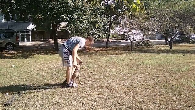 Дрессировка немецкой овчарки | как дрессировать щенка | с чего начать дрессировку