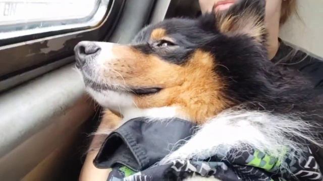 Необычная поза для поездки и сна одновременно в электричке #aussie#собака#рек#австралийскаяовчарка смотреть онлайн