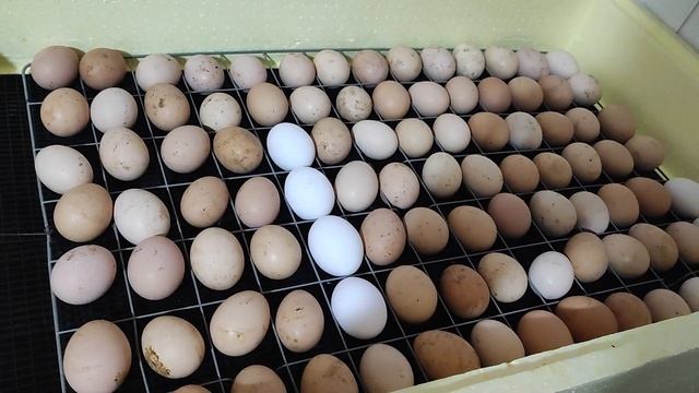 Закладка яйца в инкубатор ??? смотреть онлайн