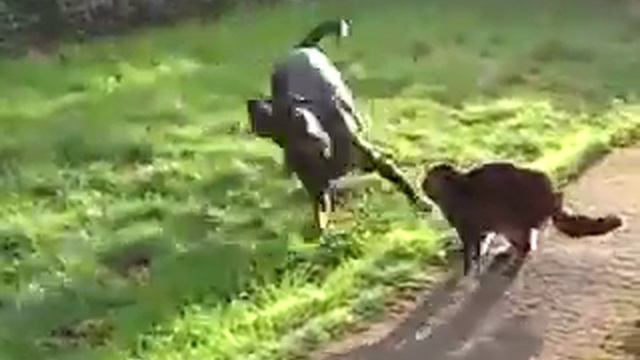 Doberman bs cat смотреть онлайн