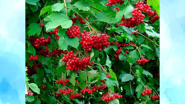 Українська мова. Діагностична робота. Диктант. 2 клас смотреть онлайн