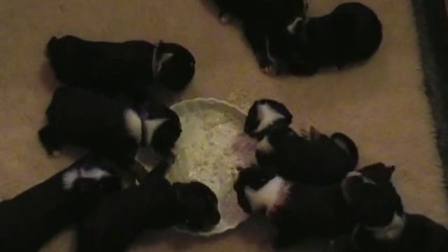 Appenzeller Sennenhund Bufas's Z's смотреть онлайн