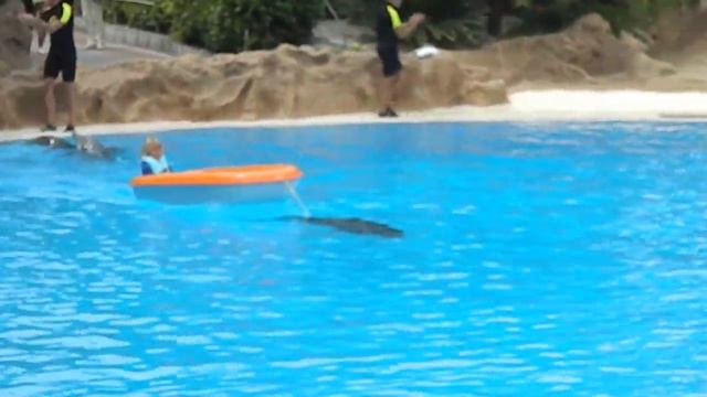 Dolphin show in the Loro Park Tenerife. Шоу дельфинов в Лоро парке Тенерифе смотреть онлайн