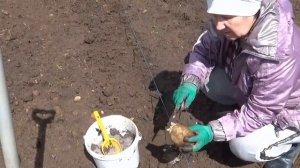 Влог. Посадка картошки в мае глазками. Сажаю картофель в экстремальных условиях