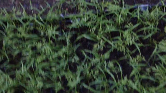 Выращивание Укропа, Петрушки, Базилика на рассаду. Рассада подросла и пора её высаживать в грунт смотреть онлайн