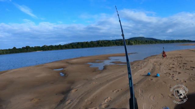 My best #Arowana #Fishing trip in the #Essequibo #River #Guyana смотреть онлайн