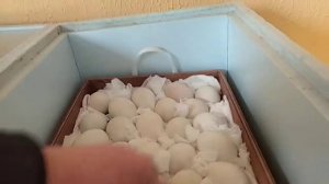 Мускусные утки// Инкубация с 30 по 34 сутки в инкубаторе Блиц Норма.