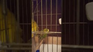 У попугая болит лапка
