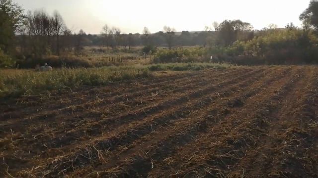 Копка картошки 2021 смотреть онлайн