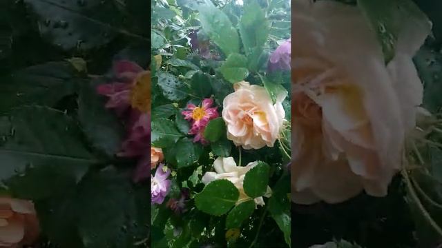 Сад моей мечты после дождя. смотреть онлайн