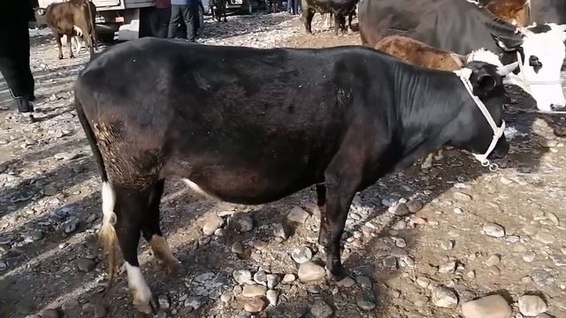 Бука Молбозори вахдат нархи гови ширте ва букача смотреть онлайн