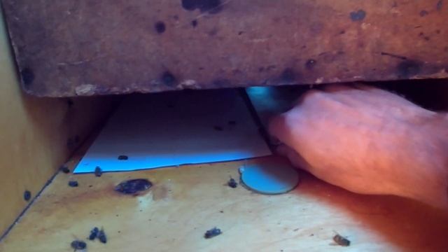 Клещ продолжает сыпаться.Средство работает.