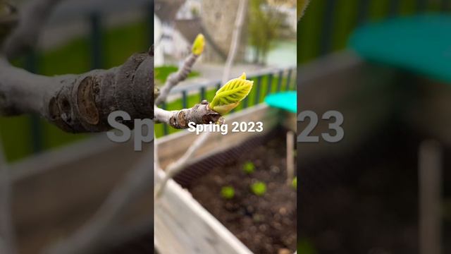 First leaves on my fig tree 💕 смотреть онлайн