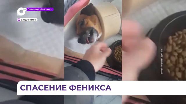 Спасение Феникса: неравнодушные владивостокцы спасли от гибели собаку смотреть онлайн