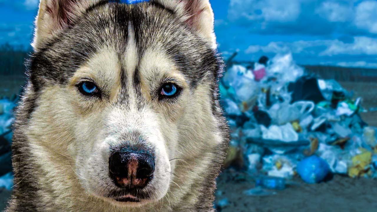 МЕНЯ БРОСИЛИ!!! Лучшие серии июня 2022 Хаски Бандит Говорящая собака смотреть онлайн