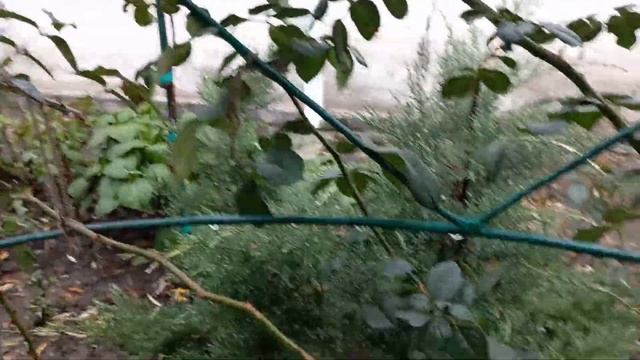 Vlog-90 Плетистые РОЗЫ?что надо сделать ЮГ❓❄? смотреть онлайн