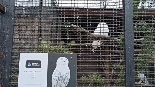 Санкт-Петербург HAYVONAT BOG'I смотреть онлайн