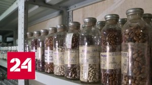 В якутской вечной мерзлоте появится хранилище семян - Россия 24