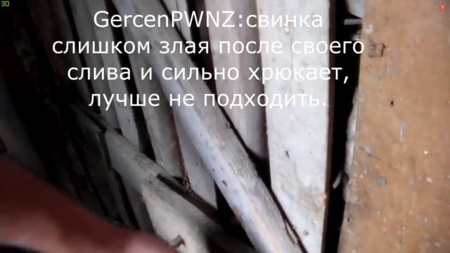 Моя ручная свинья шампиньон смотреть онлайн