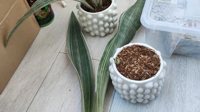 Влагометр, болталка о комнатных растениях