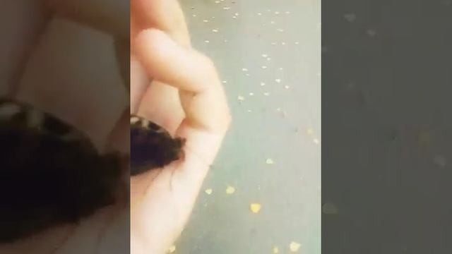 На руку села бабочка ! ??? смотреть онлайн